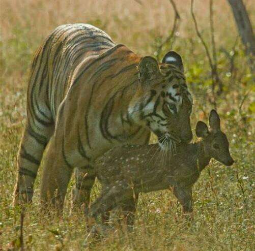 老虎捕猎小鹿，瞬间“锁喉”小鹿，老虎的吃法却很新奇！|小鹿|吃法|捕猎_新浪网