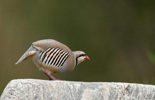 美国鹧鸪 新浪网