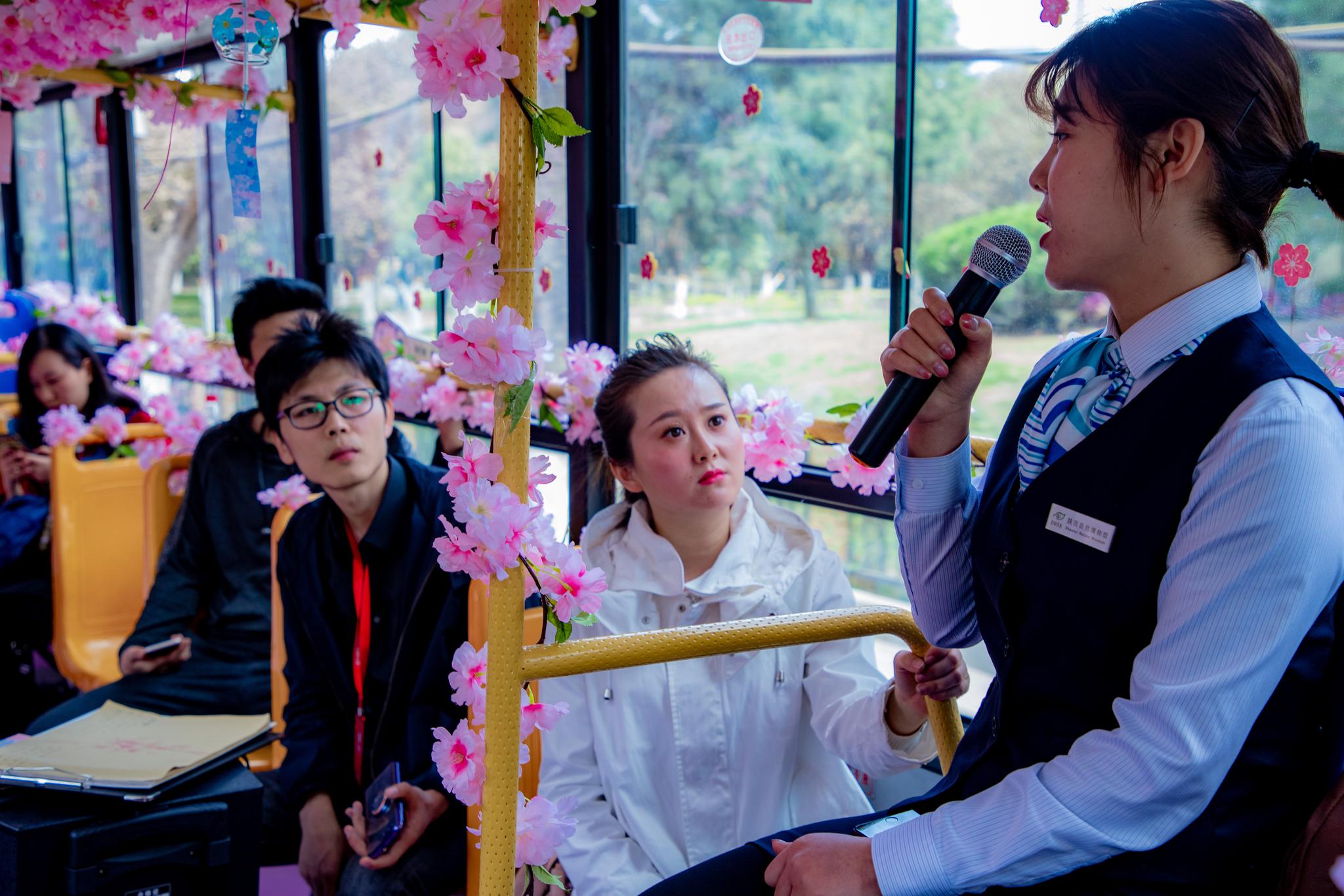 第三届雁塔国际樱花节启动 樱花大巴巡游开启春游新玩法