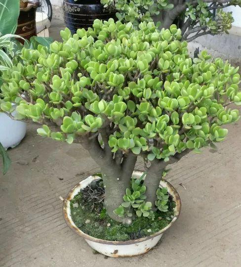 这3种厚脸皮植物耐阴耐旱养好能当传家宝