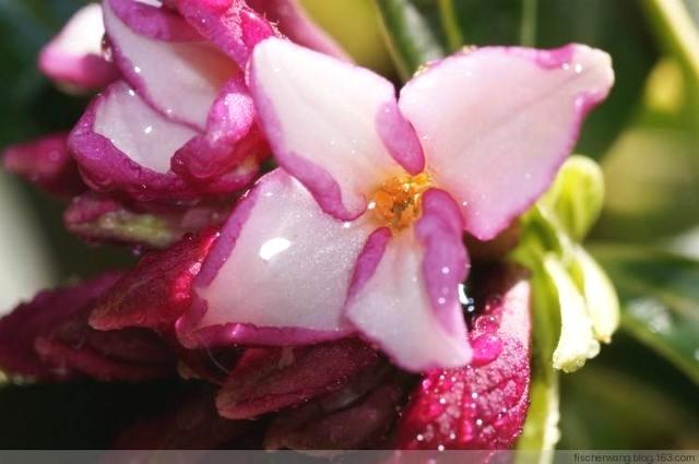 养花新“脑洞”,把尿不湿放土里,远离烂根烦恼,花卉长得好!