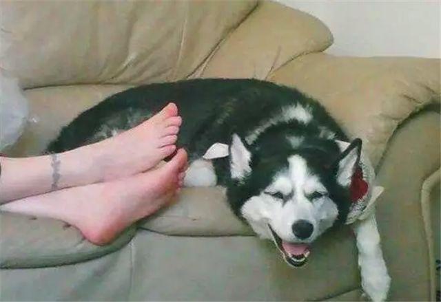 老虎流汗还放屁猜一成语_流汗吧健身少女图片(3)