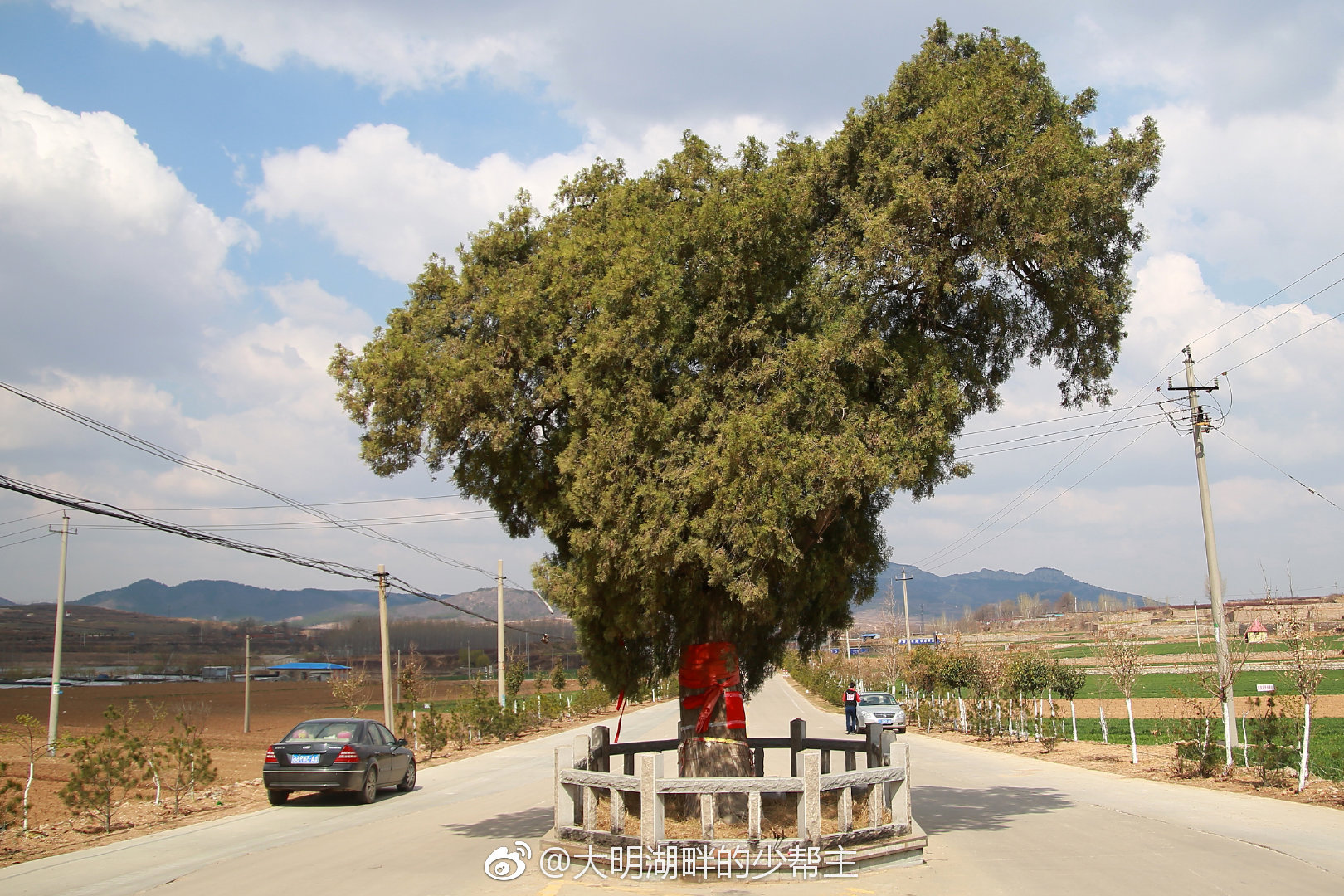 在济南长清区双泉镇尹庄,有一棵老龙柏,长的形状居然像山东省地图