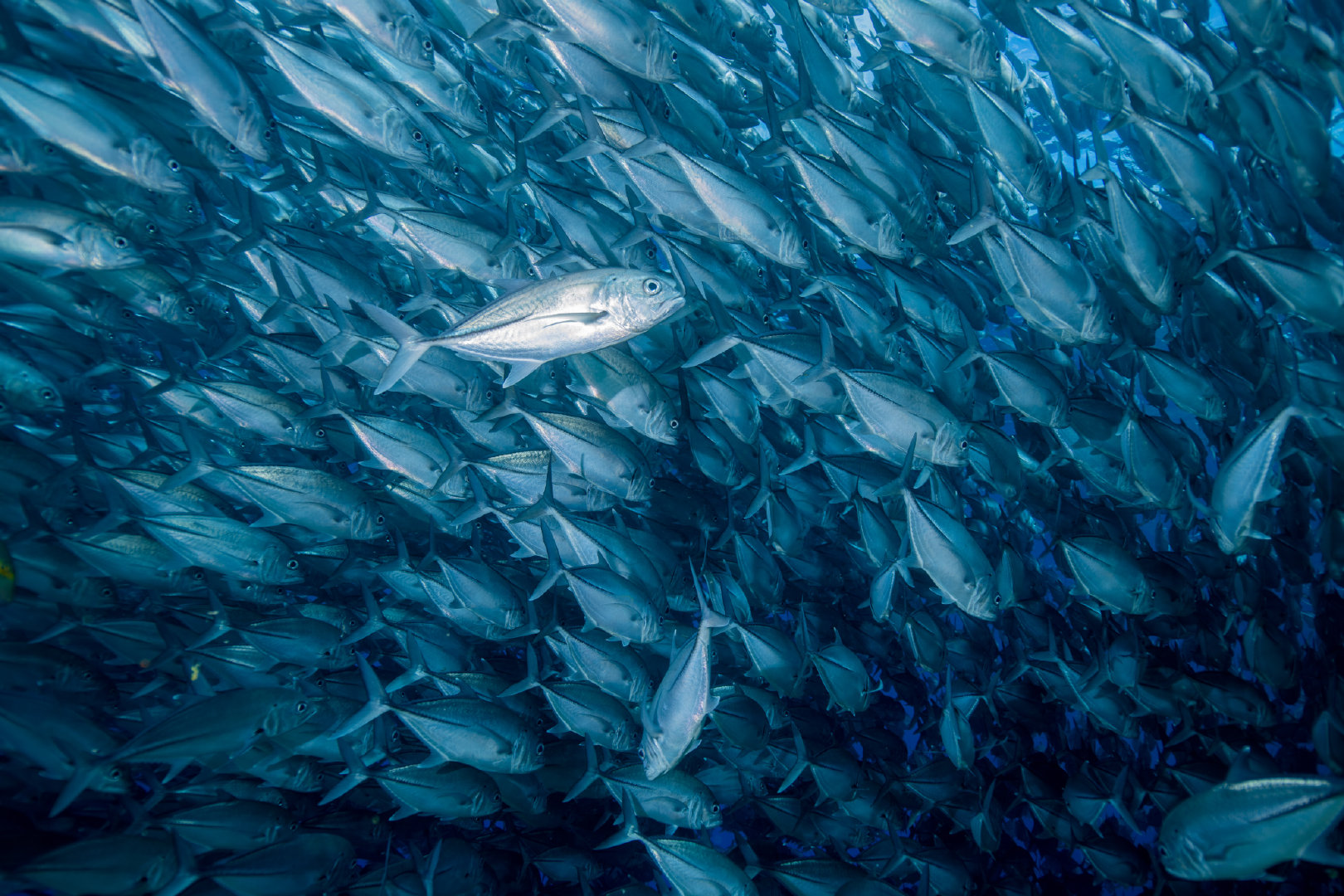 广东上千条鱼跳上岸,并非地震前兆!不过历史上广东地...