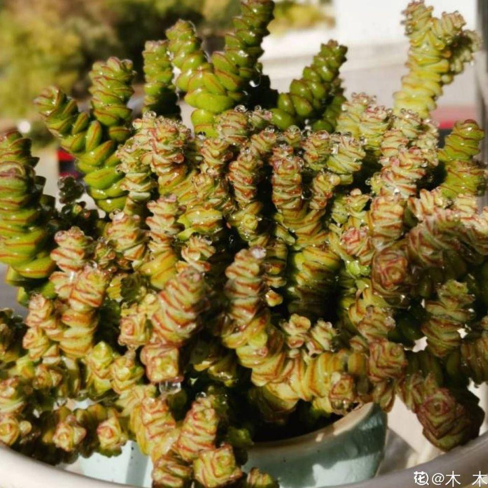 钱串子——腰缠万贯 钱串子寓意:钱串子光听名字就是满满的财气,家里