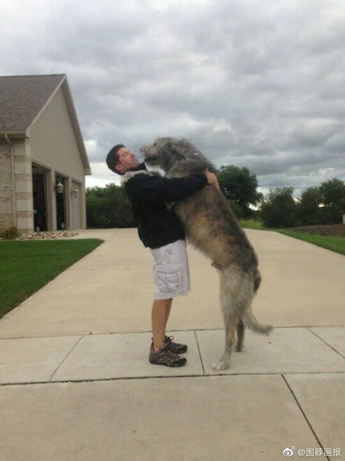 爱尔兰猎狼犬,外观普遍与灵缇犬相似