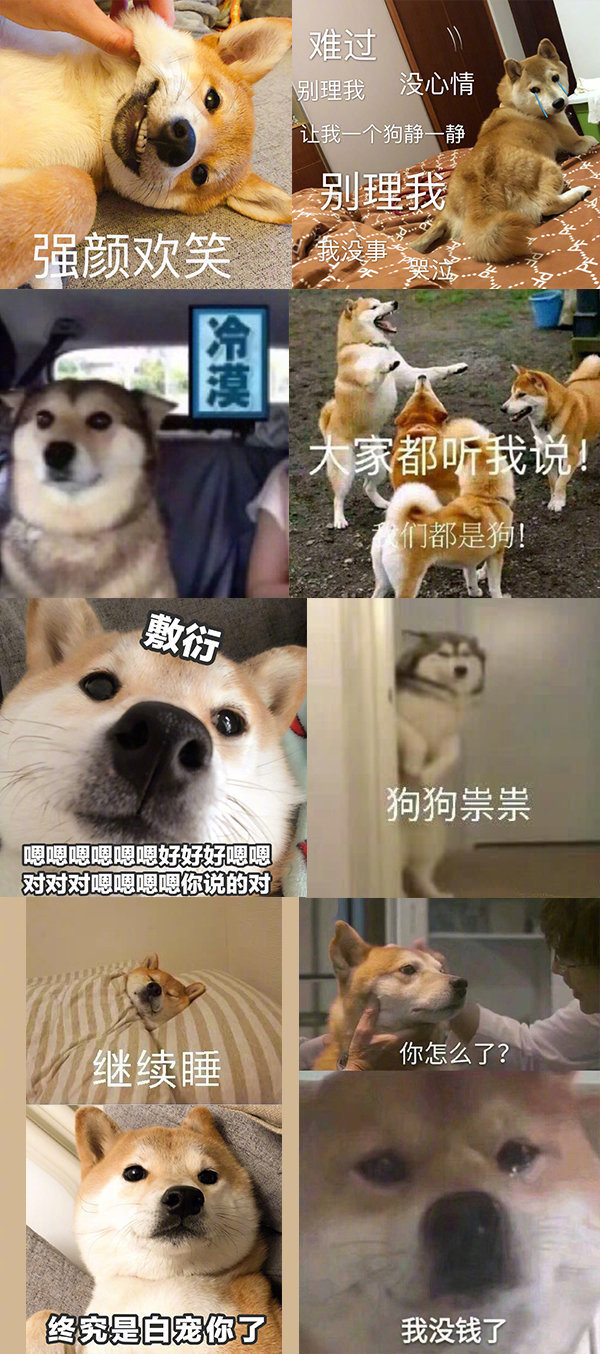 分享一波狗狗的沙雕表情包喜欢戳坪,抱走