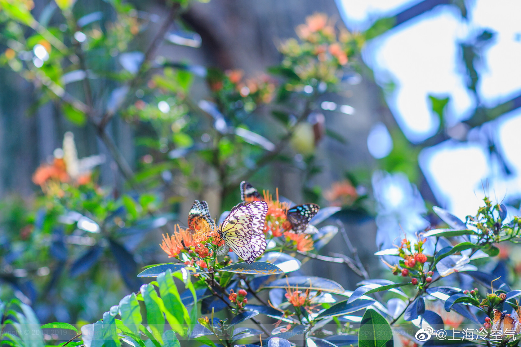 与蝎漫步！槟城蝴蝶园是世界第一座热带蝴蝶公园|蝴蝶公园|蝴蝶园|蝎子_新浪新闻