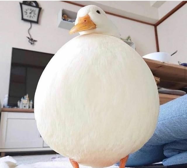 同样是胖成球这画风怎么不大一样呢