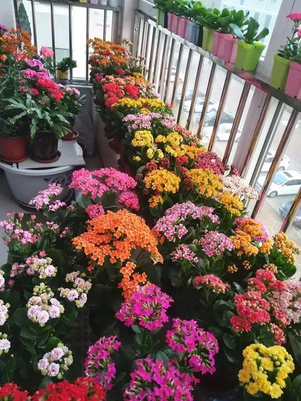 长寿花光长叶 现在掐2下 春节开成大花球