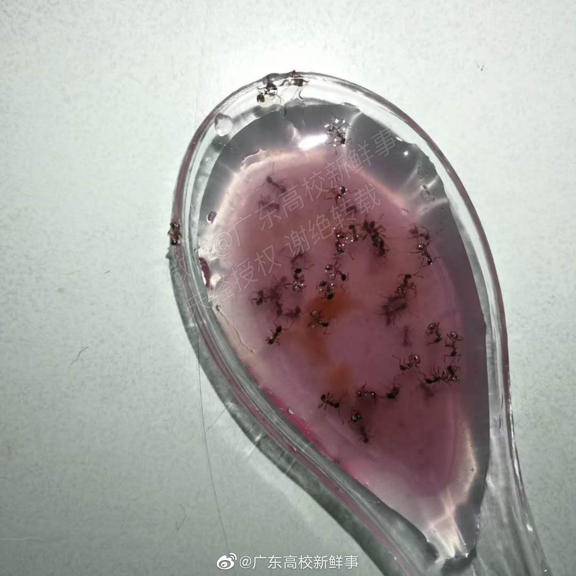 据学生反映:自己在广东金融学院肇庆校区第一饭堂二楼的糖水里