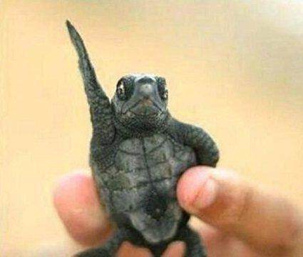 男子在树林中意外捡到一只小乌龟,它的动作简直让人笑