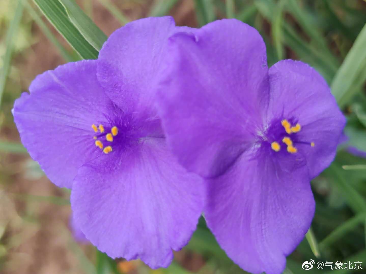 小花点点，默默地绽放着清雅，没有大硕花朵的层层叠叠