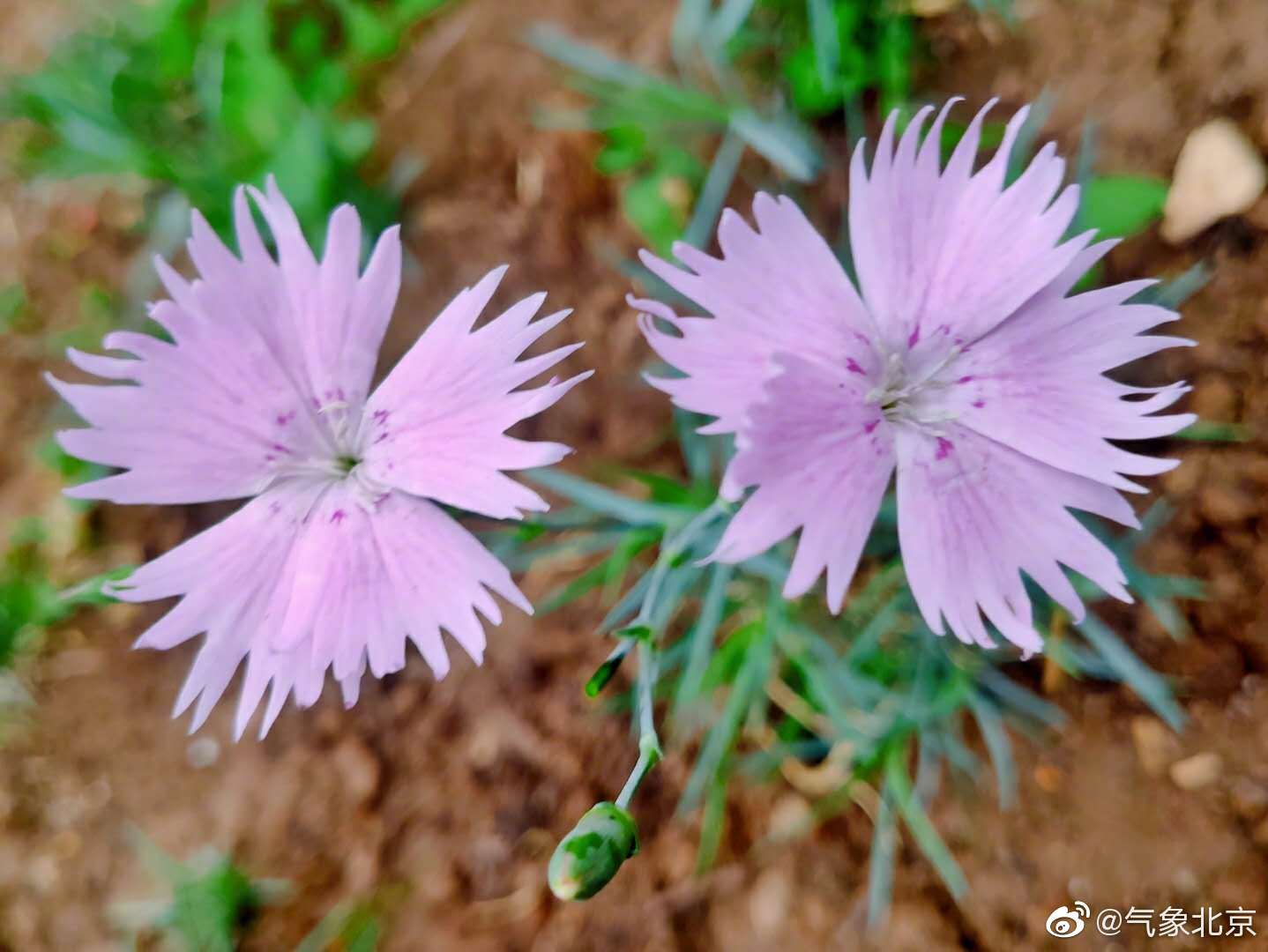 小花点点，默默地绽放着清雅，没有大硕花朵的层层叠叠