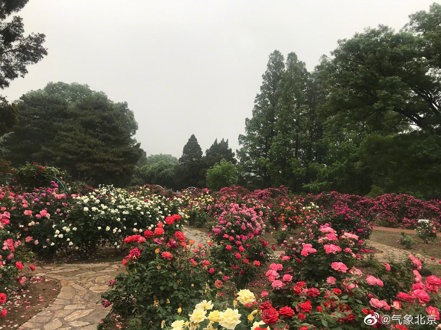 5月的北京 ，月季花作为北京的市花