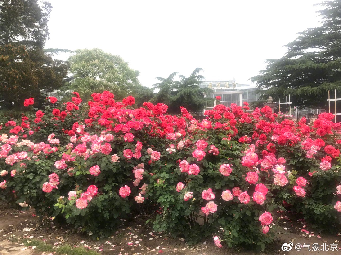 5月的北京 ，月季花作为北京的市花