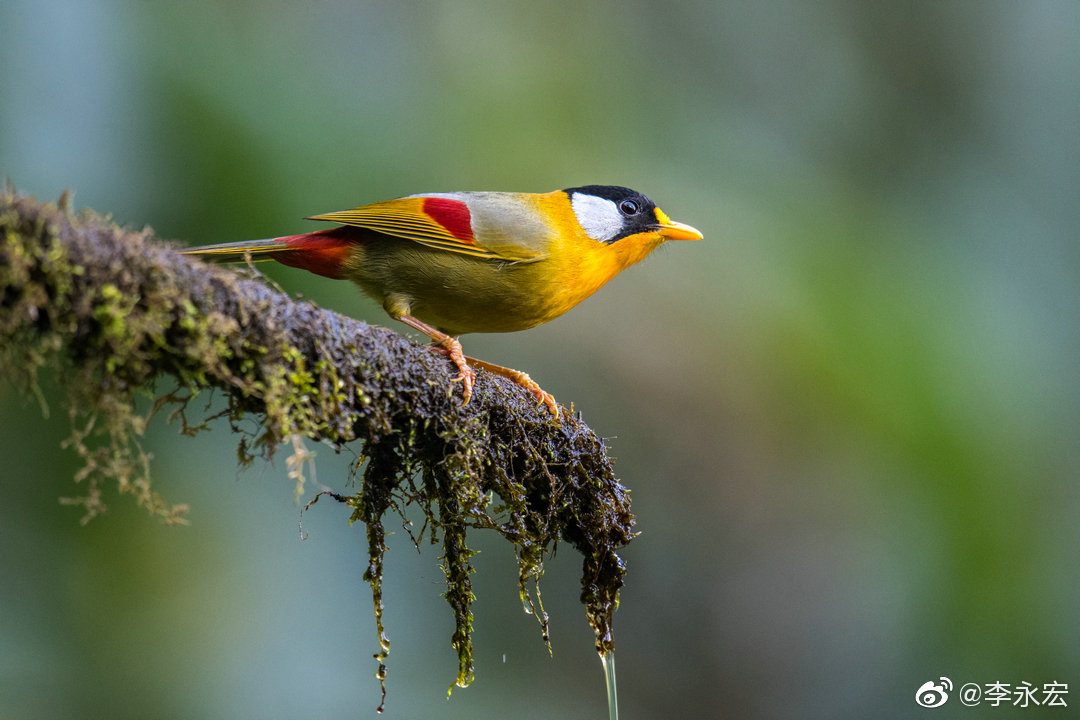 云南百花岭拍鸟之七十四:银耳相思鸟