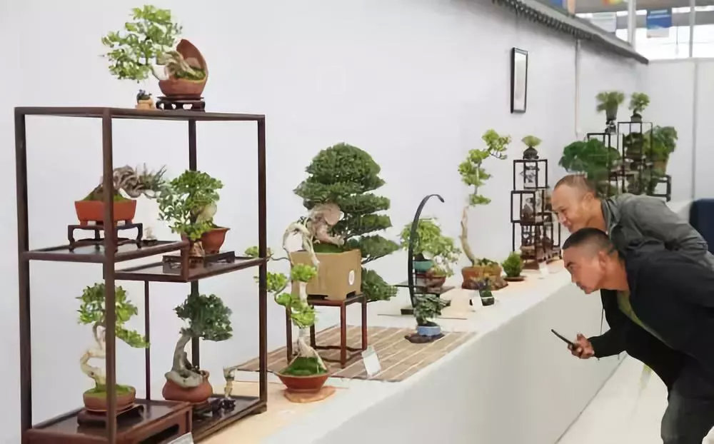 正文   全国小微盆景展分别设立了"小微盆景","如皋盆景","盆景与奇石