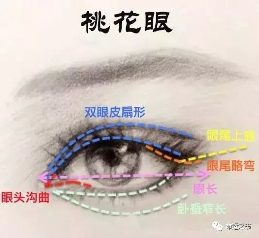 桃花眼的种类