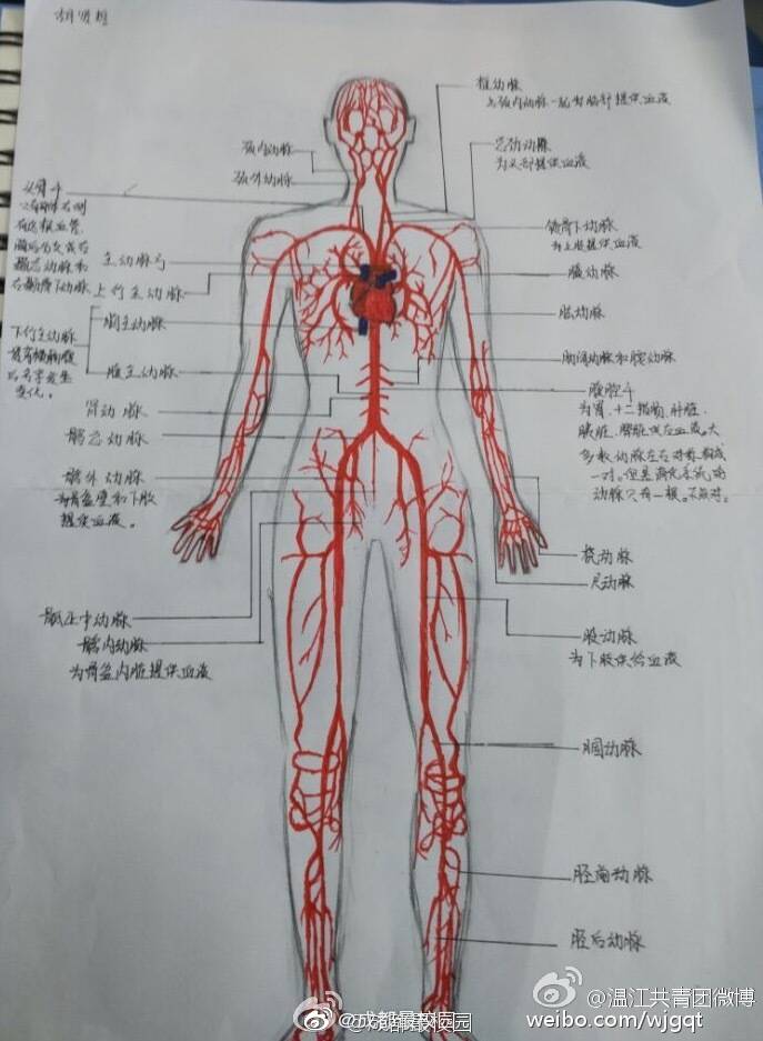 成都高校学生手绘了一组人体血管系统,脏器笔记,画的十分逼真