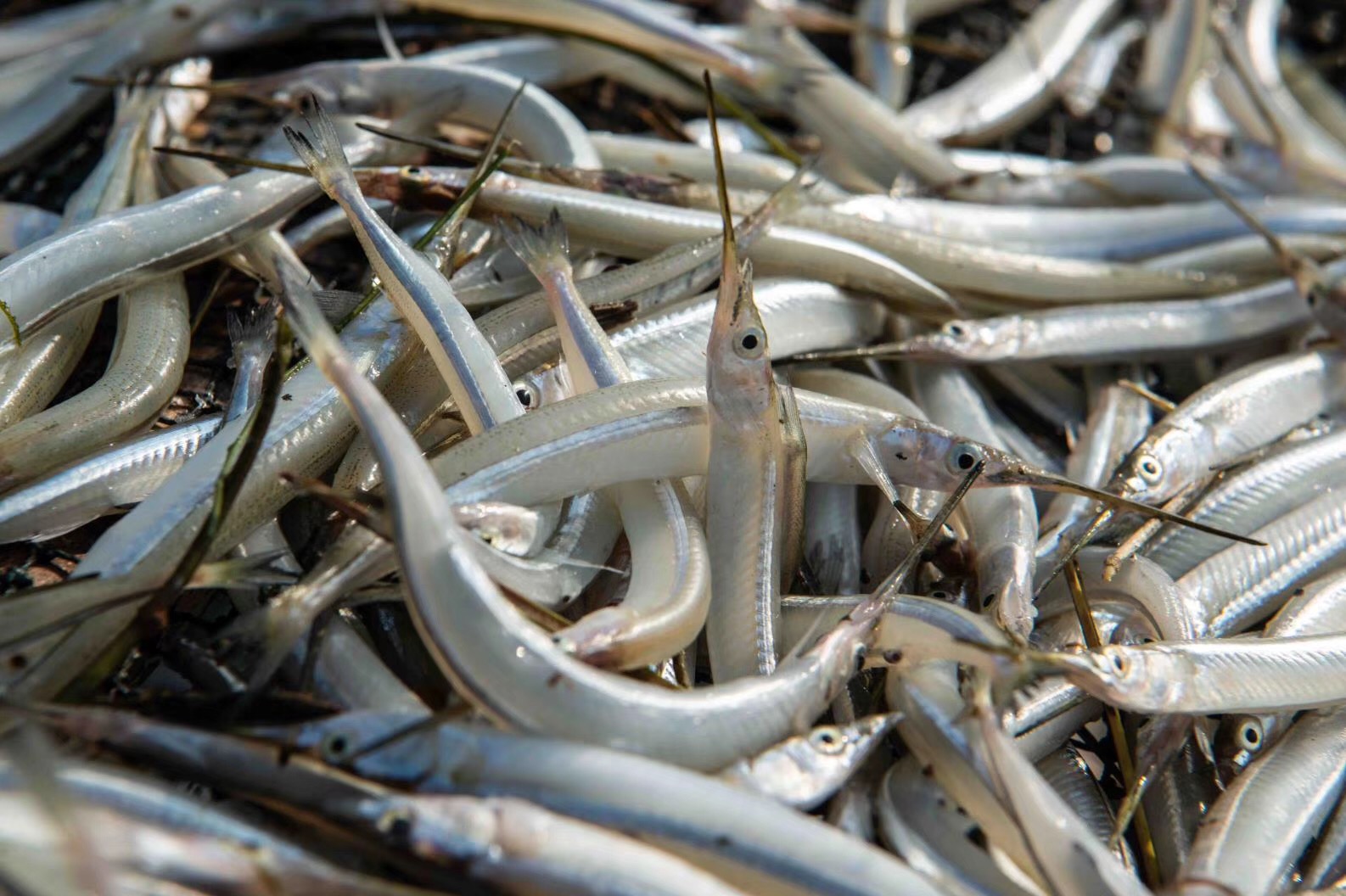 针嘴鱼鲜针嘴鱼太好吃了只是一般吃不到