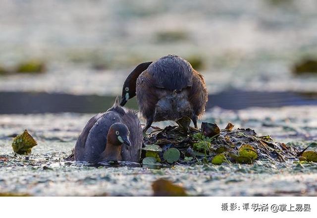 拍鳥的那些事兒