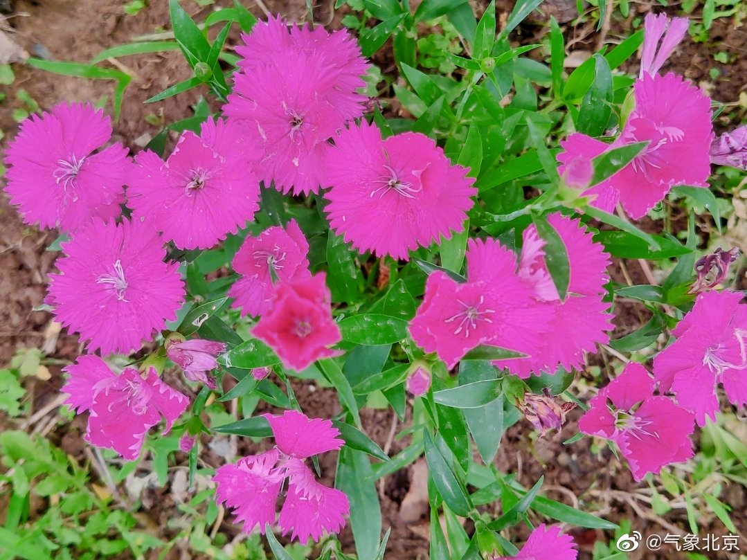 小花点点，默默地绽放着清雅，没有大硕花朵的层层叠叠