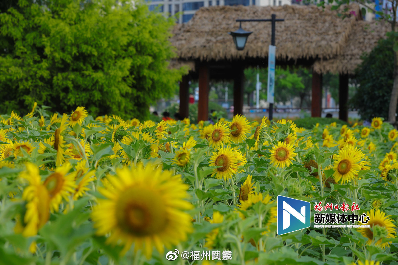 福州花海公园向日葵迎来盛花期! 一片金黄花海美呆了