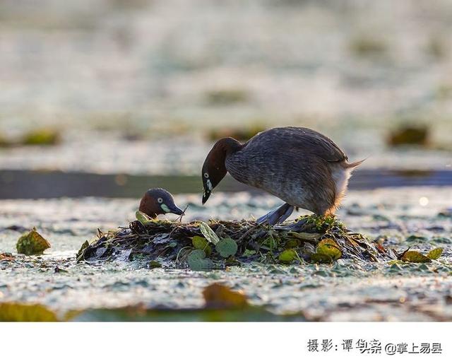 拍鳥的那些事兒