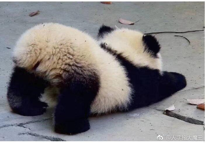 超萌的熊猫宝宝三连击,这小屁股撅的!我晕厥!