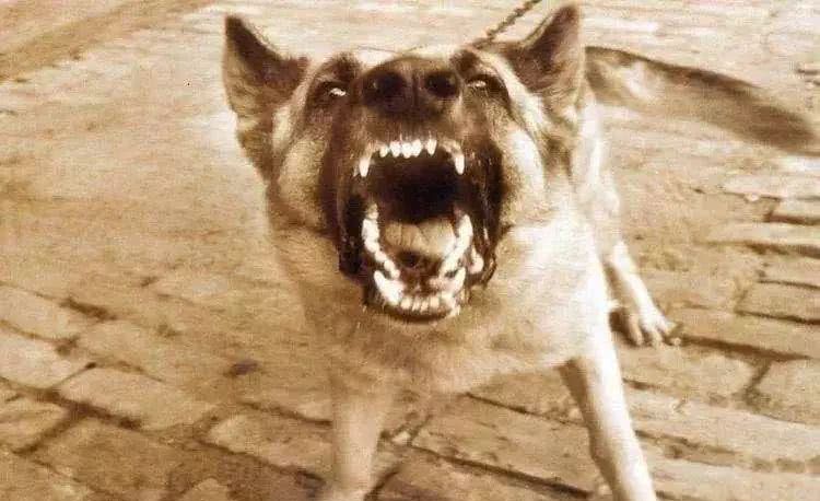 狗叫图片 新浪网