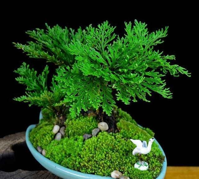 山坡一种野草,人称"还魂草",挖来当盆景养,价值翻10倍