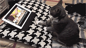 大型猫咪踩奶现场! 萌吐奶了!