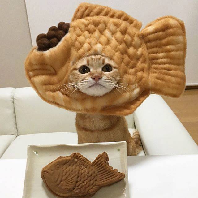 各种美食头套戴在猫咪头上,好像尝尝口味.