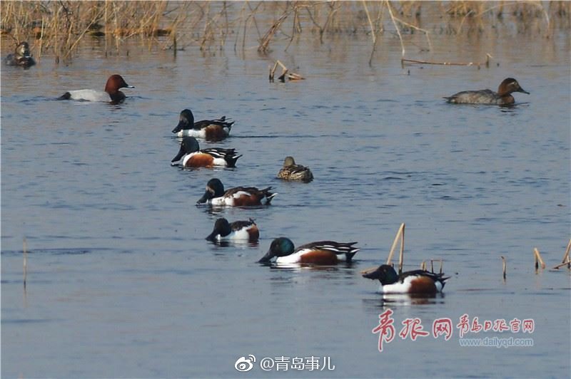 春鸭戏水入画来初春青岛城阳白沙河入海口群鸟嬉戏