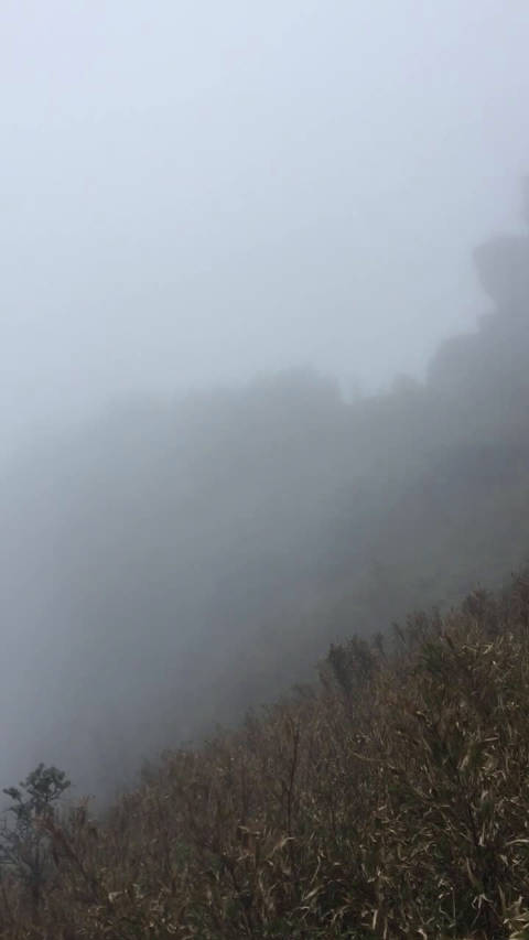 昔闻梵净山，今有幸登临。乘缆车，凌山脊树巅而上，如入云雾中