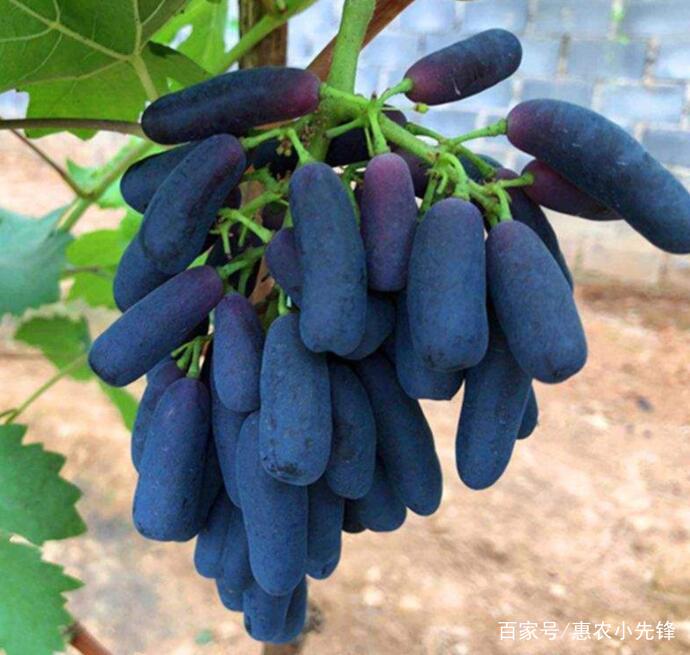 吃这么多年的葡萄,你吃过这样的蓝宝石葡萄吗?