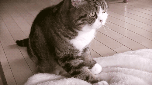 大型猫咪踩奶现场! 萌吐奶了!