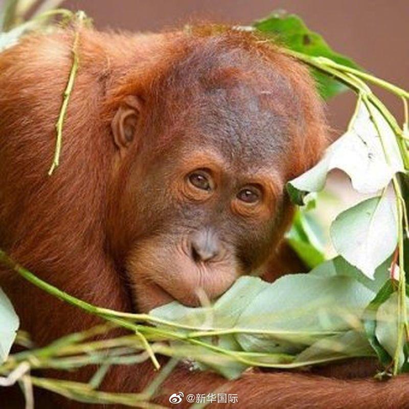 墨尔本动物园红毛猩猩再次“越狱”成功