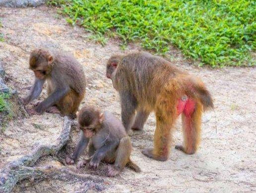 猴子的屁股为什么是红色的?和它们的这个习惯有关,发情期会更红