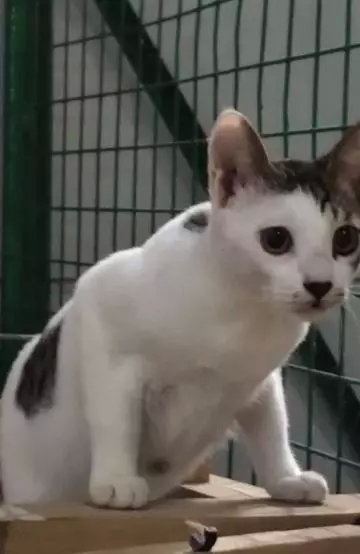 【送养】狸花猫,中华田园猫,玳瑁