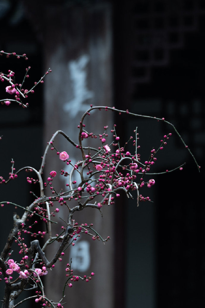 中庭多杂树,偏为梅咨嗟。问君何独然?念其霜