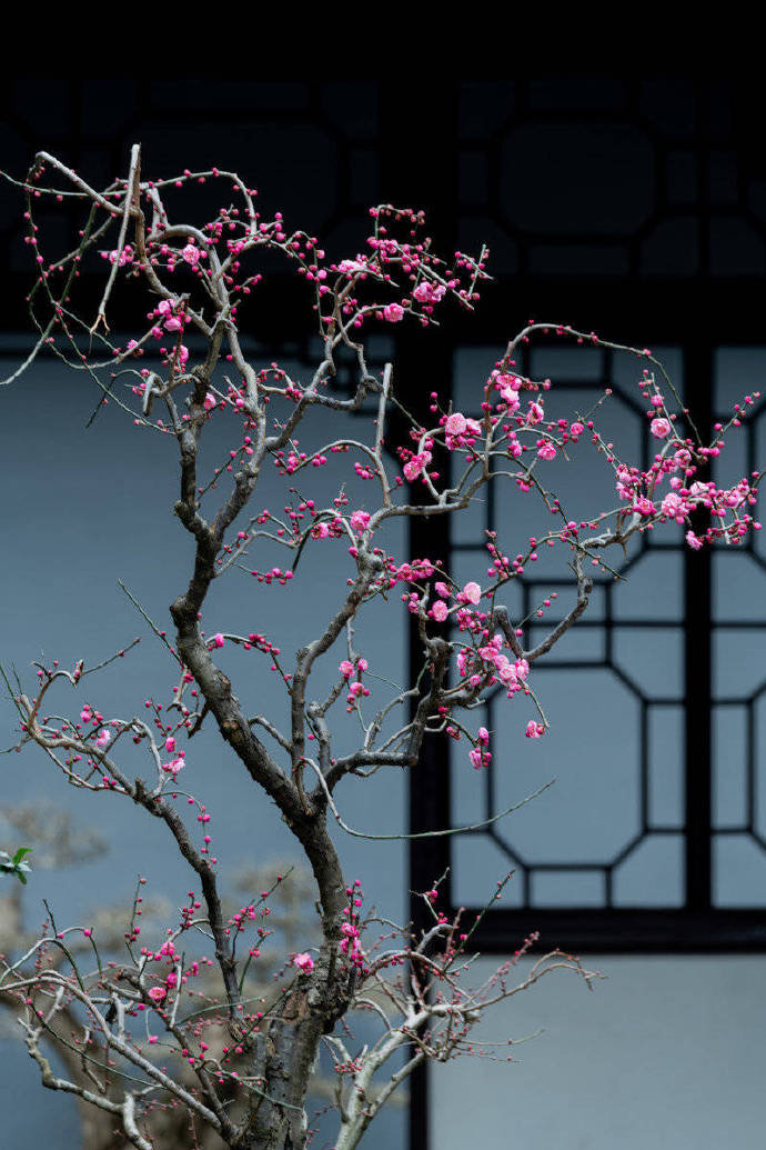 中庭多杂树,偏为梅咨嗟。问君何独然?念其霜