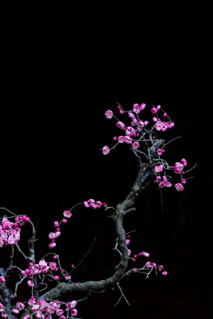 中庭多杂树,偏为梅咨嗟。问君何独然?念其霜