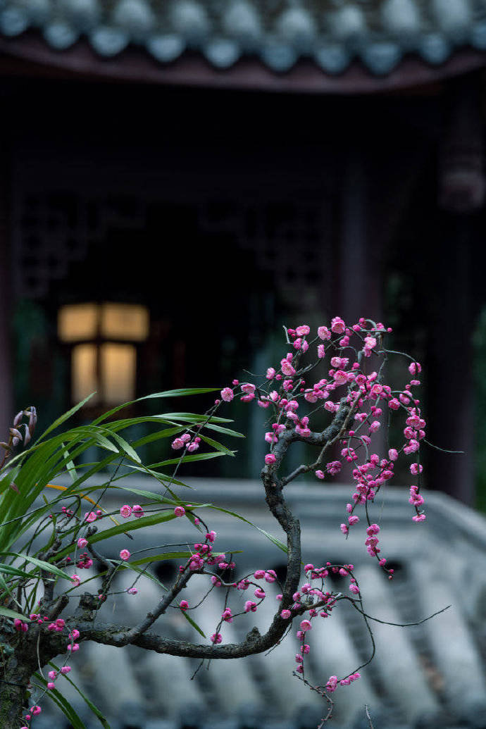 中庭多杂树,偏为梅咨嗟。问君何独然?念其霜