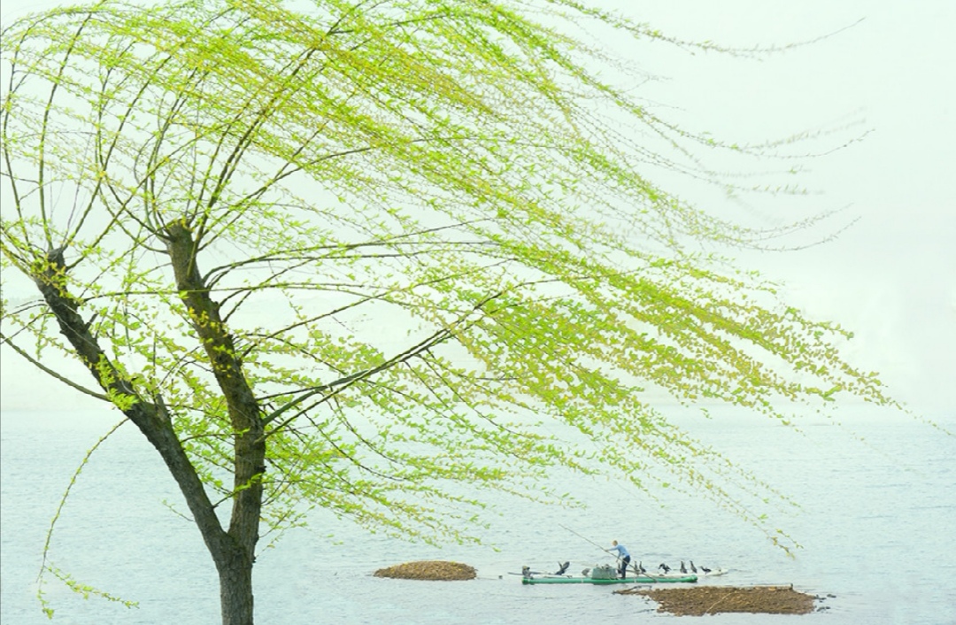 碧玉妆成一树高,万条垂下绿丝绦。不知细叶谁裁出