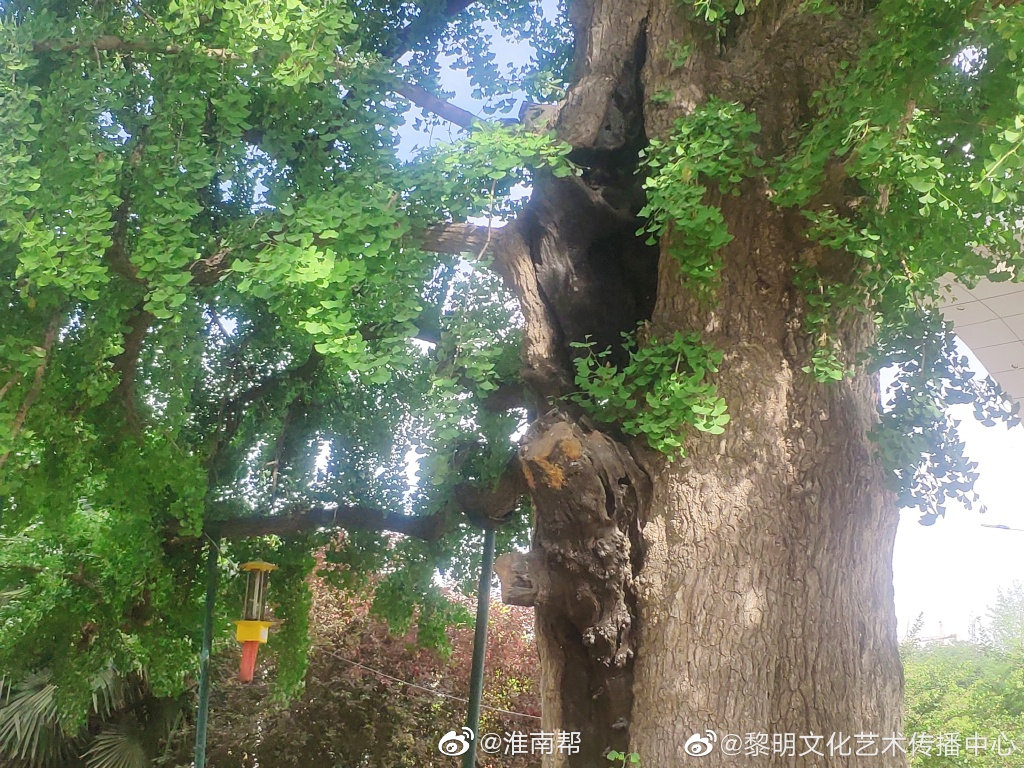 淮南市凤台一中校内千年古银杏树