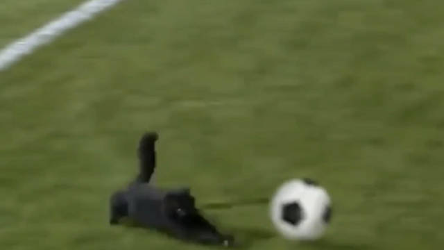 强烈建议@中国足球队 把这只会踢球的黑猫请来当教练吧