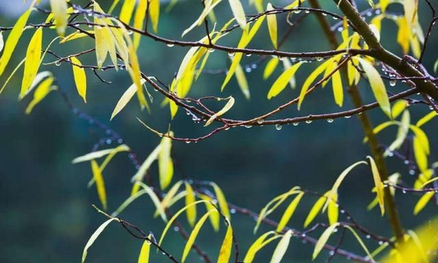 长假后期气温“大跳水” 将江苏全省大部分地区送入秋