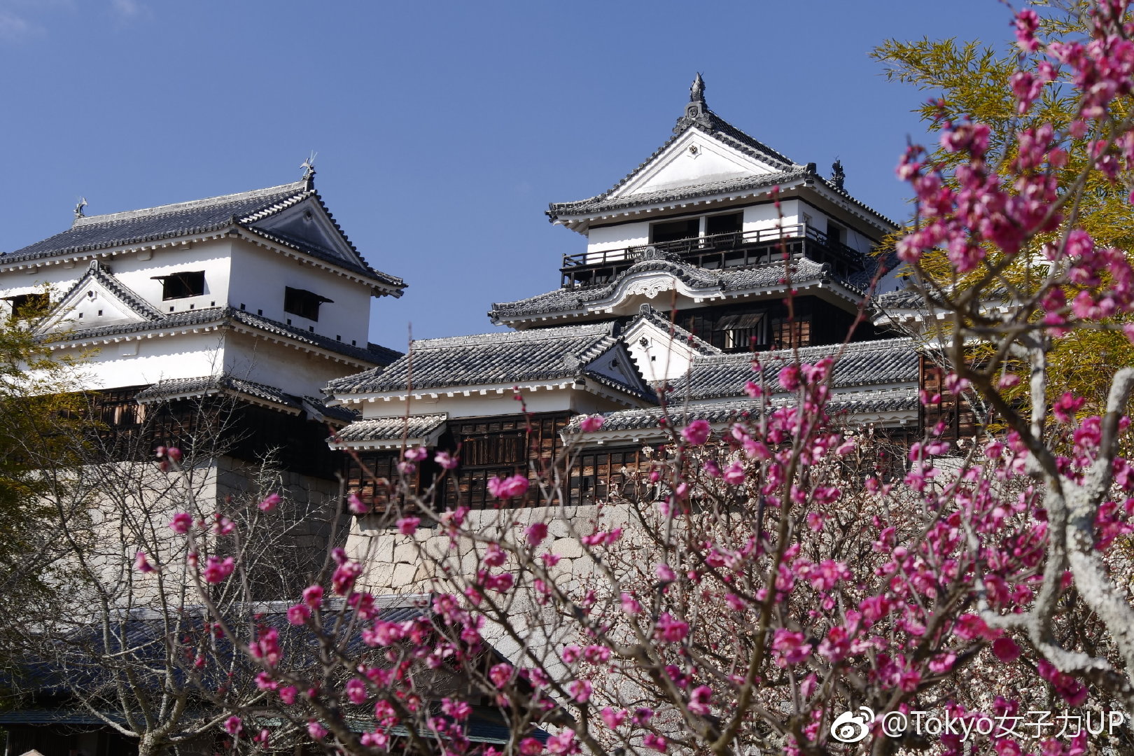 爱媛松山行之松山城 松山 松山城 山市 新浪新闻